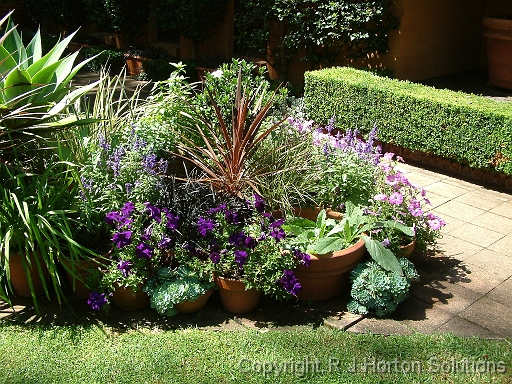 Pots Purpele flowers